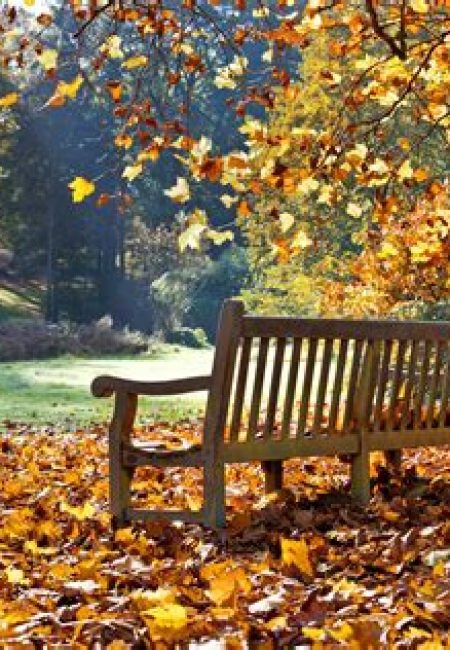 Bench in autumn