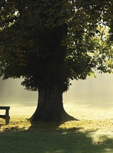 Cahir, Ireland --- Lone Tree In Mist And Sunlight; Cahir, County Tipperary, Ireland --- Image by © Trish Punch/Design Pics/Corbis