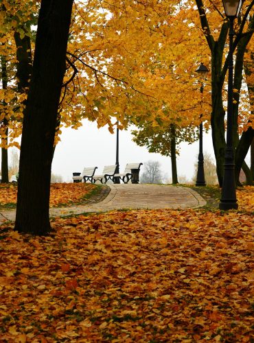 autumn-in-the-park-g7ec5a61e6_1920